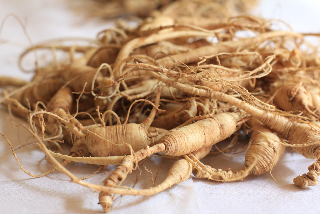 Ginseng just been picked from the ground- an adrenal fatigue supplement 