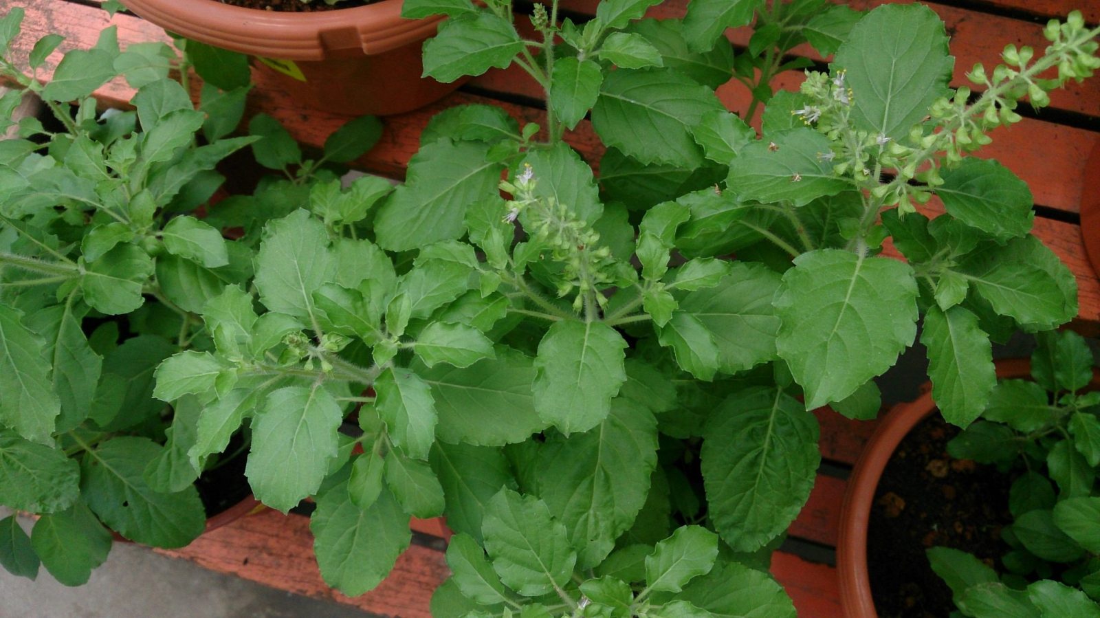 Holy Basil plants being grown in pots to be used to help treat Adrenal fatigue. 