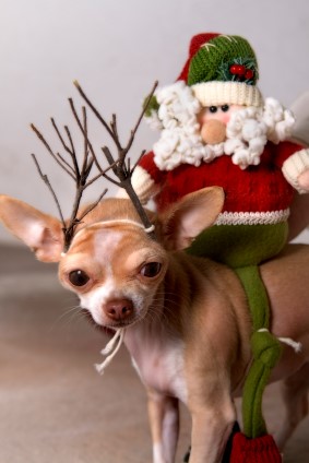 Little dog dressed up like a reindeer for a family holiday picture.